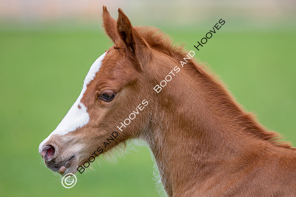 Foals