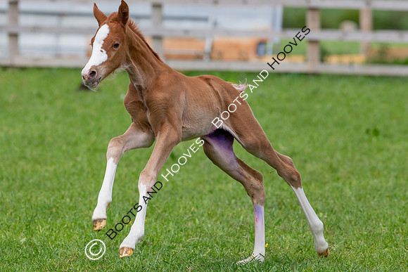 Foals