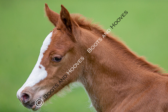 Foals