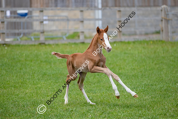 Foals