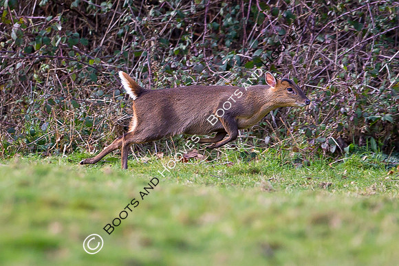East Essex Hunt. Ladies Day. 29/01/2019 ~ MANDATORY Credit Elli Birch/Bootsandhooves - NO UNAUTHORISED USE - 07745 909676