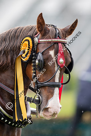 The Prenetics Royal International Horse Show