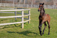 ~ MANDATORY Credit Elli Birch/Bootsandhooves- NO UNAUTHORISED USE - 07745909676