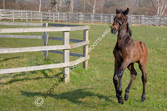 ~ MANDATORY Credit Elli Birch/Bootsandhooves- NO UNAUTHORISED USE - 07745909676