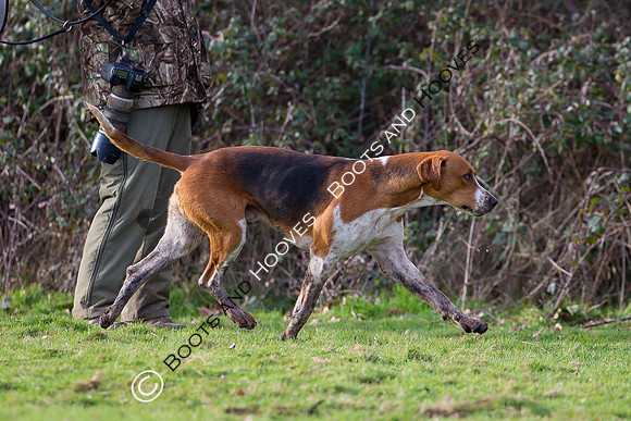 East Essex Hunt. Ladies Day. 29/01/2019 ~ MANDATORY Credit Elli Birch/Bootsandhooves - NO UNAUTHORISED USE - 07745 909676