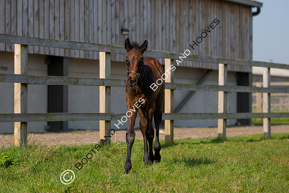 ~ MANDATORY Credit Elli Birch/Bootsandhooves- NO UNAUTHORISED USE - 07745909676