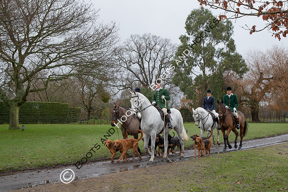 Bloodhounds