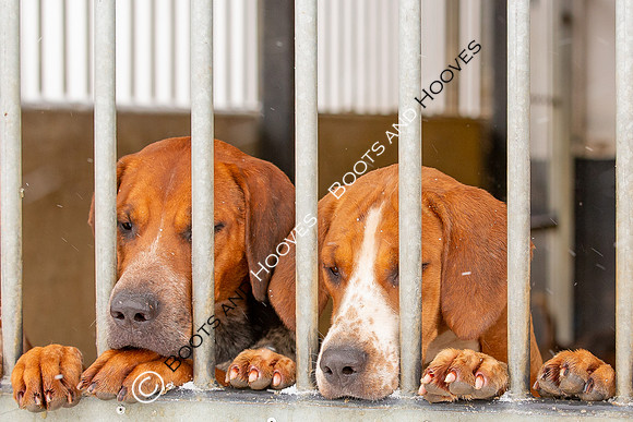 Hound Exercise