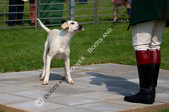 Festival of Hunting