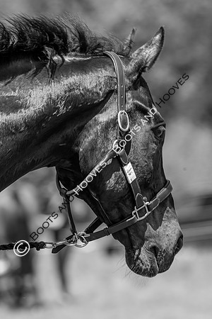 Houghton International