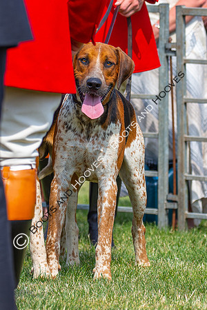 Festival of Hunting