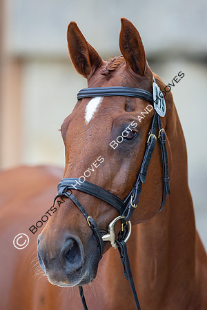 Badminton Horse Trials