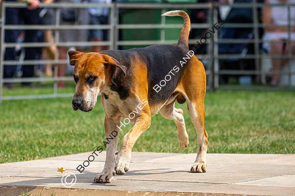 Festival of Hunting