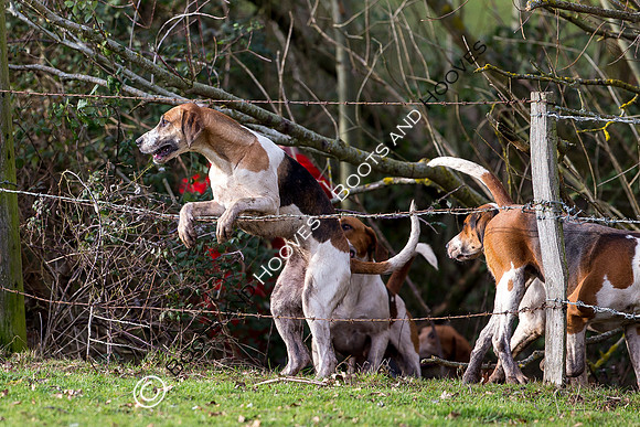 East Essex Hunt. Ladies Day. 29/01/2019 ~ MANDATORY Credit Elli Birch/Bootsandhooves - NO UNAUTHORISED USE - 07745 909676