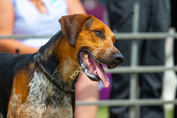 Festival of Hunting
