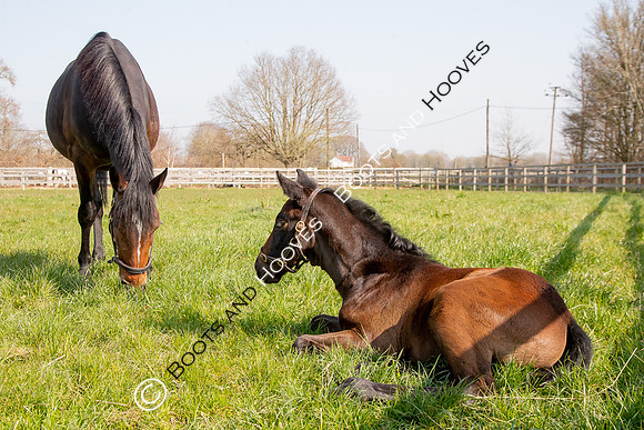 ~ MANDATORY Credit Elli Birch/Bootsandhooves- NO UNAUTHORISED USE - 07745909676