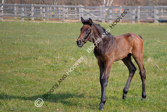 ~ MANDATORY Credit Elli Birch/Bootsandhooves- NO UNAUTHORISED USE - 07745909676