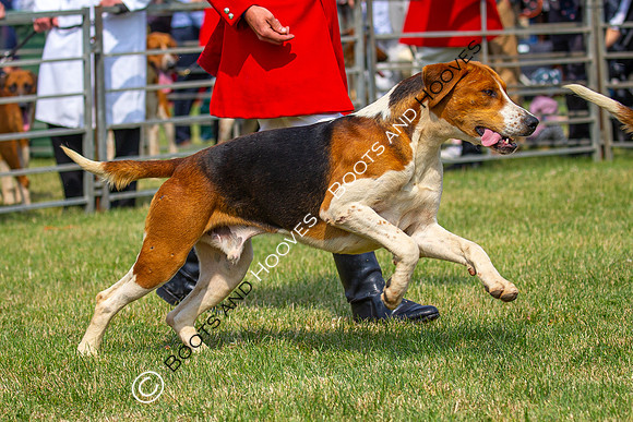 Festival of Hunting