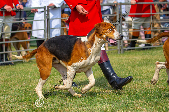 Festival of Hunting