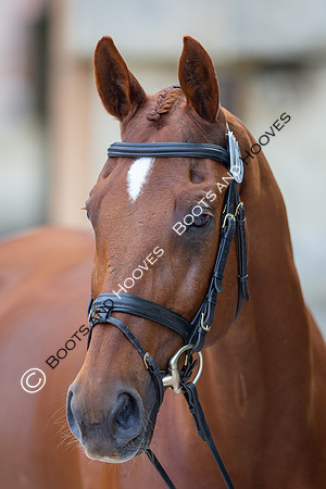 Badminton Horse Trials
