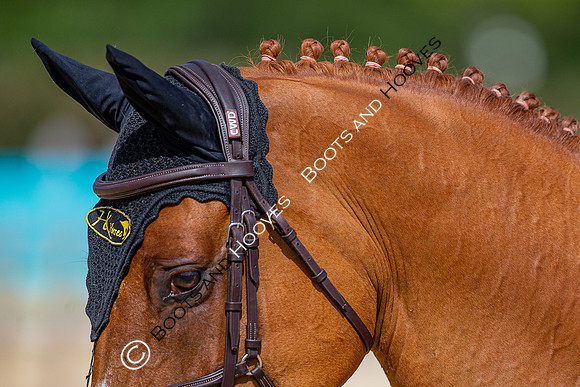 The Al Shira'aa Jumping Championships