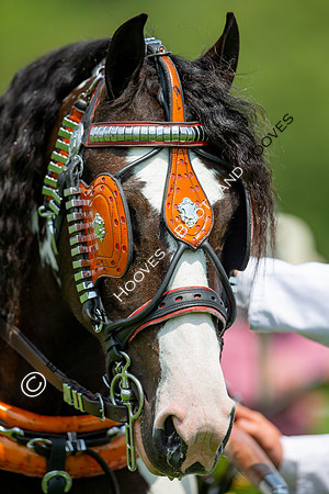 The Al Shira'aa Jumping Championships