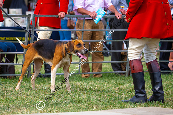 Festival of Hunting