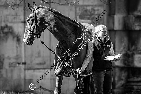 Badminton Horse Trials