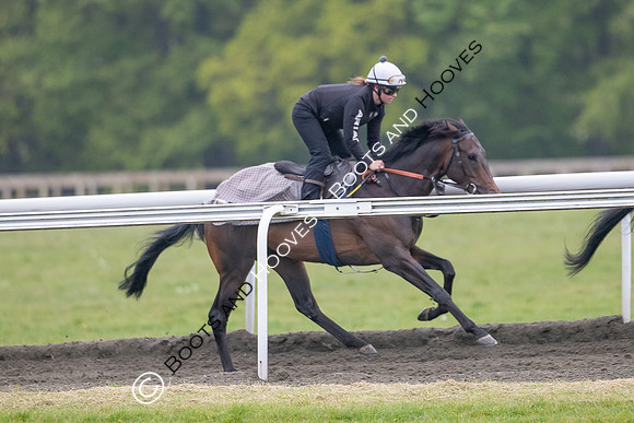 Newmarket Gallops