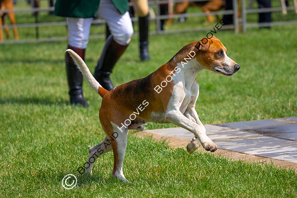 Festival of Hunting