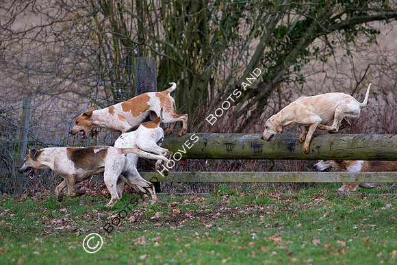 East Essex Hunt. Ladies Day. 29/01/2019 ~ MANDATORY Credit Elli Birch/Bootsandhooves - NO UNAUTHORISED USE - 07745 909676