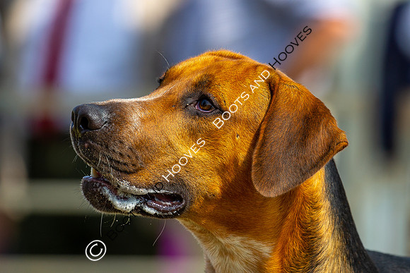 Festival of Hunting