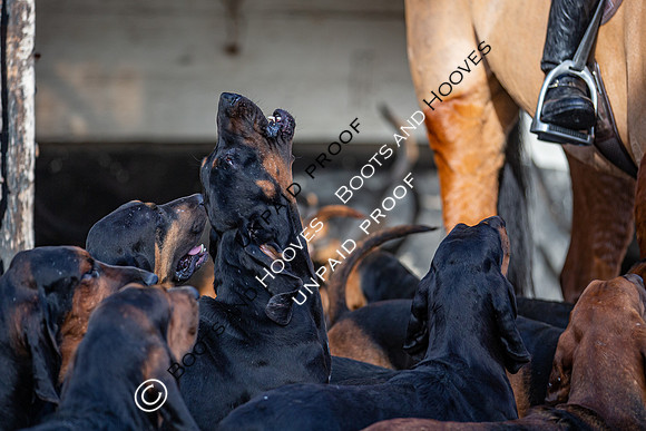 Coakham Bloodhounds