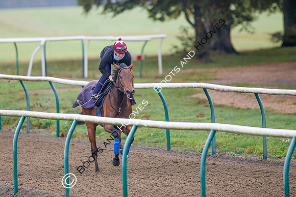 Newmarket