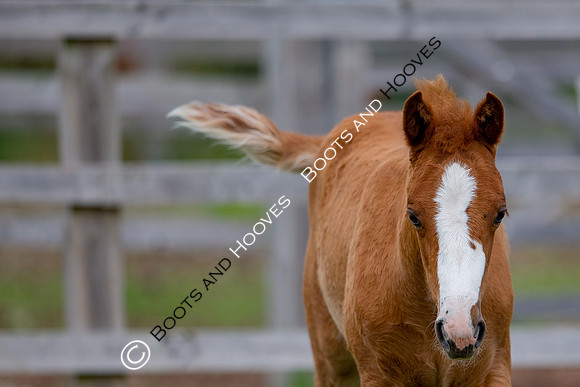 Foal