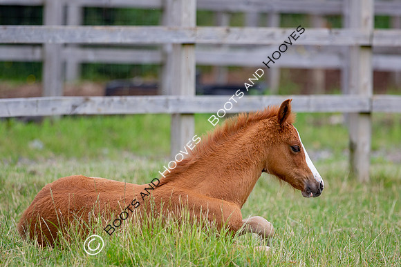 Foal