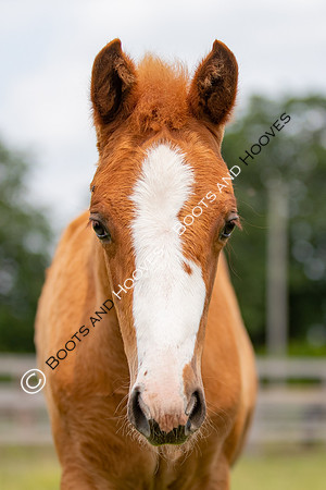 Foal