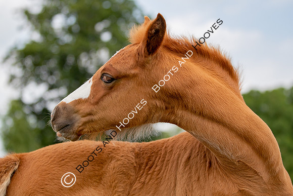Foal