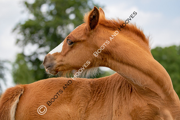 Foal