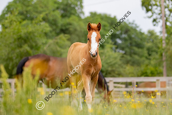 Foal