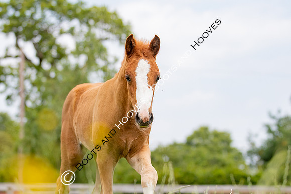 Foal