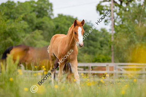 Foal