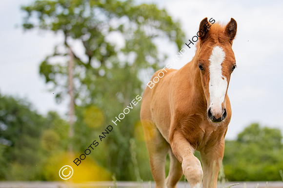 Foal