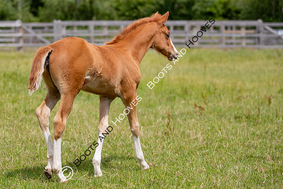 Foal