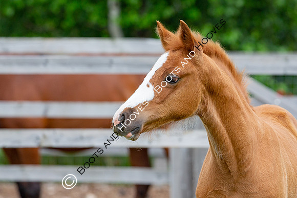Foal