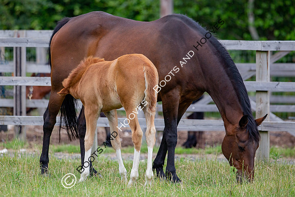 Foal