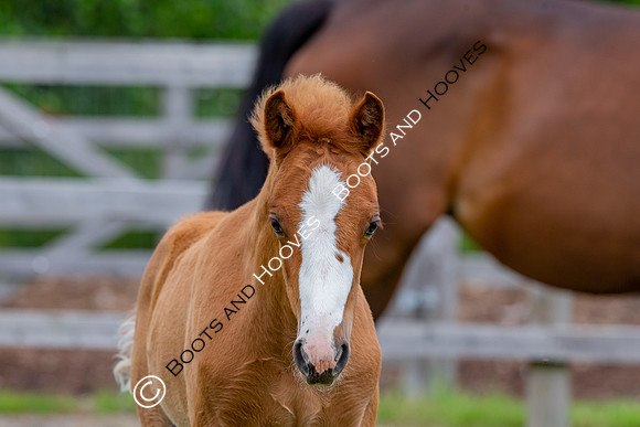 Foal