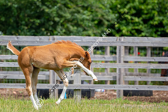 Foal