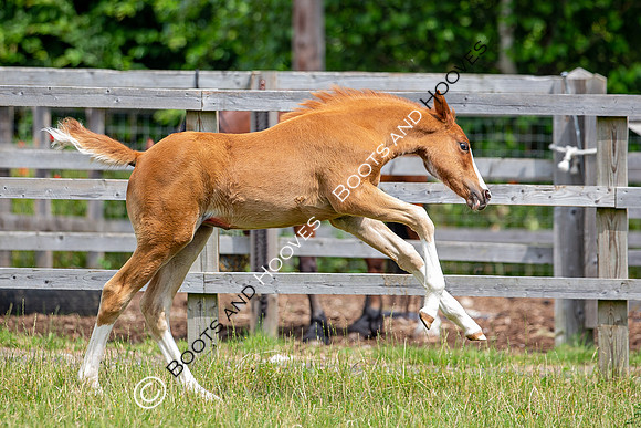 Foal