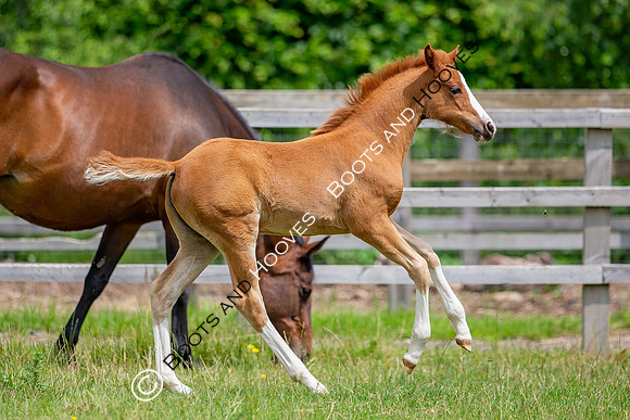 Foal